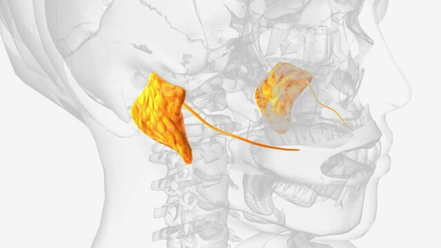 Parotid glands and ducts 3d medical
