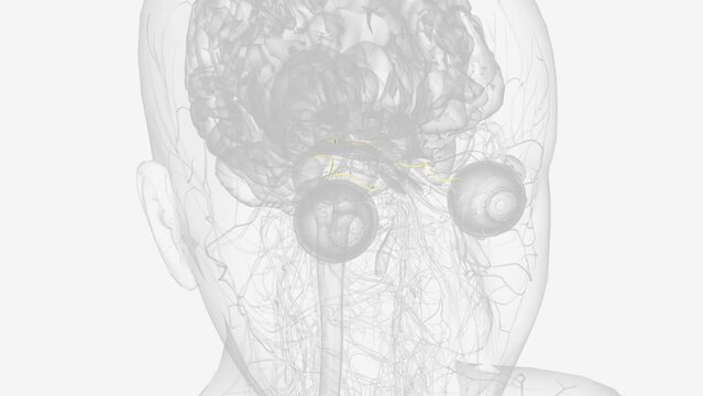 The trochlear nerve is the fourth cranial nerve (CN IV) and one of the ocular motor nerves that controls eye movement .