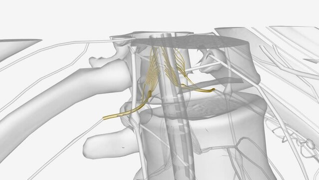The thoracic spine has 12 nerve roots (T1 to T12) on each side of the spine that branch from the spinal cord .