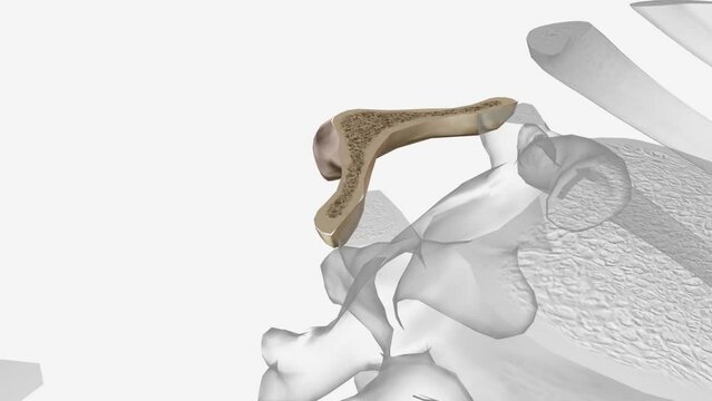The eleventh thoracic vertebra (T11) is located near the bottom of the thoracic spine .
