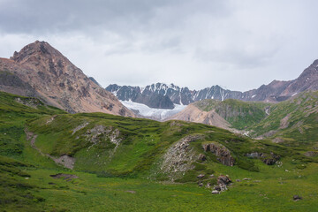 Scenic landscape with dense thicket in green alpine valley. Lush flora on rock hill with view to big glacier and large snow mountain range far away under rainy gray cloudy sky. Awesome high mountains.