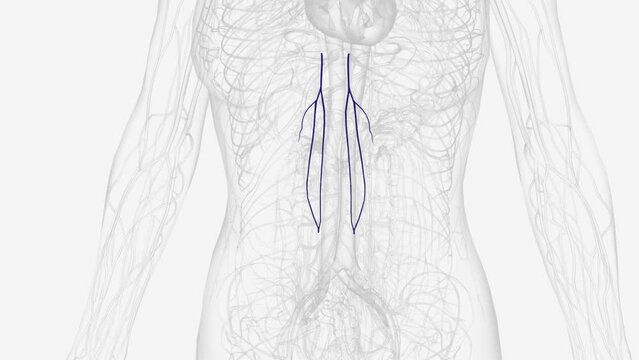 The superficial epigastric vein drains into the great saphenous vein at the saphenous opening of the fascia lata of the proximal upper thigh
