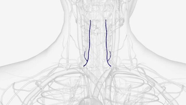 The Anterior Vertebral Vein commences in a plexus around the transverse processes of the upper cervical vertebre .