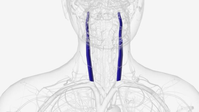 The internal jugular vein is a paired jugular vein that collects blood from the brain and the superficial parts of the face and neck .