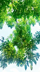 green forest background