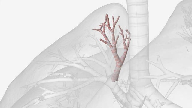 The apical segmental bronchus is the most superior bronchus of the posterior aspect of the bronchial tree hence, this segment is particularly .