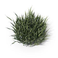 Small Dense Round Grass PNG
