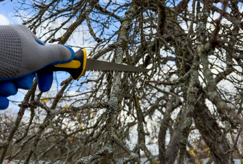 Saw branch. Cut branch use branch saw. Cutting branches on apple tree use Garden saw. Trimming tree...