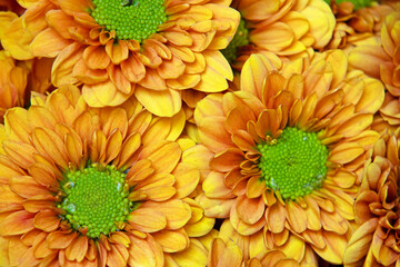 bouquet, sunflower, beautiful bouquet of mixed flowers, bright mix of sunflowers, chrysanthemums and roses. full screen background