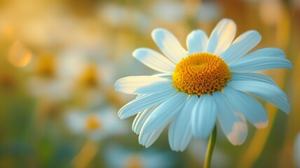 a macro shot of a beautiful daisy
