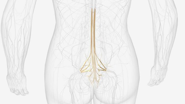 The sacral plexus is a network of nerve fibres that supplies the skin and muscles of the pelvis and lower limb .