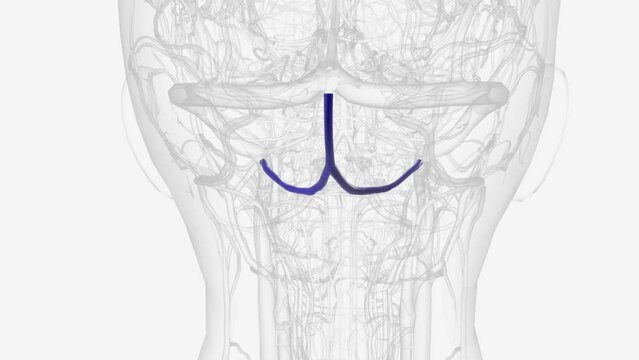 The occipital sinus is the smallest of the dural venous sinuses. It is usually unpaired, and is sometimes altogether absent.