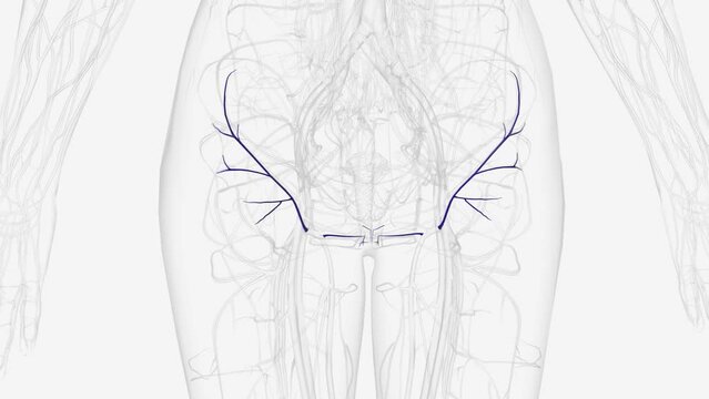 Tributaries of great saphenous vein .