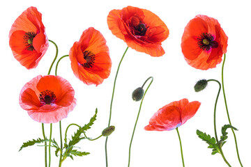 Composition of beautiful back lit red poppies on a white background