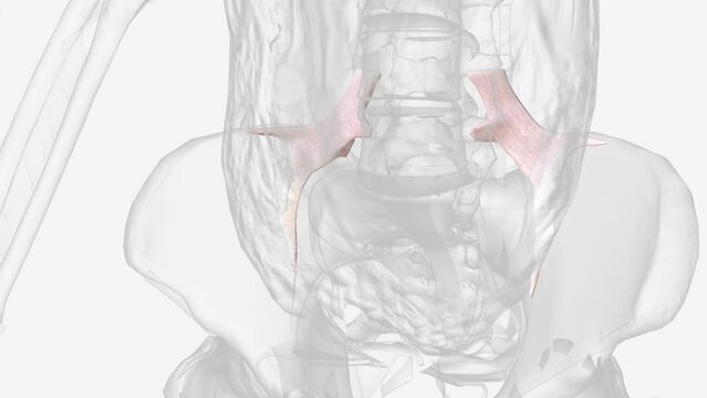 The iliolumbar ligament is a strong band of connective tissue and one of the three vertebropelvic ligaments .