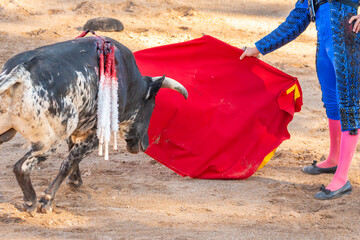 Bullfight in Spain. Spanish bullfighter in the bullfighting arena. 