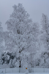 A grey winter day with trees covered in frost