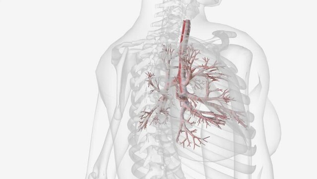 The tracheobronchial tree is composed of tubular structures of varying sizes that conduct air and secretions .