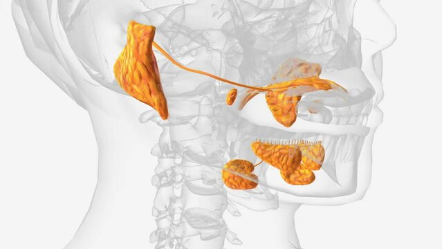 The salivary glands in many vertebrates including mammals are exocrine glands that produce saliva through a system of ducts .