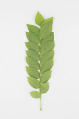 Fresh green leaves and branch of tree on white background.