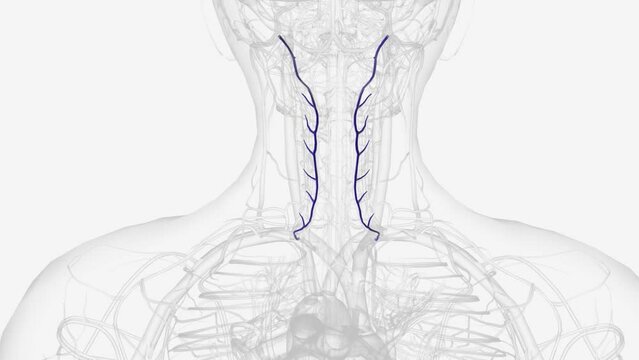 The jugular veins include three pairs of veins in your neck .