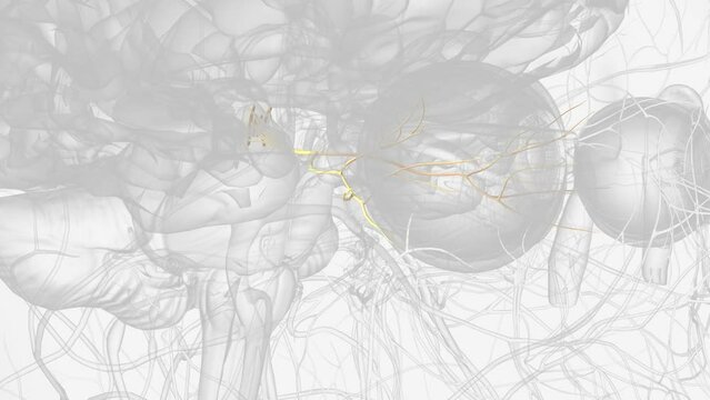 CN III oculomotor nerve and branches .