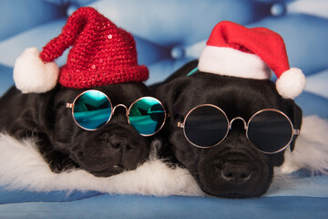 Black funny Staffordshire Bull Terrier dogs or AmStaff puppies in a red Santa hat and glasses