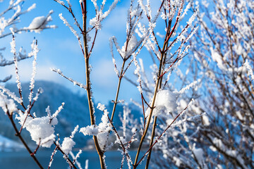 Snow-covered branches of a bush on the shore of Lake Schliersee in Bavaria, Germany