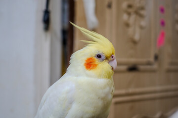 An adorable cockatiel.