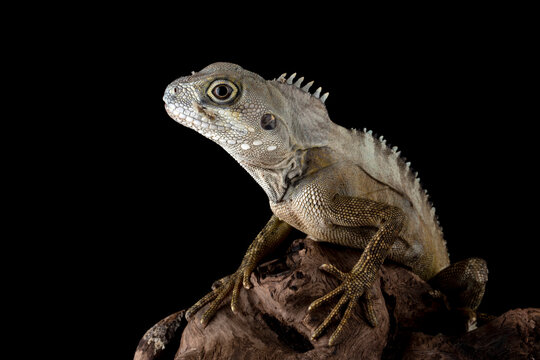 Angle-headed Forest Dragon or Hypsilurus magnus is a new species of lizard found in Indonesia and Papua New Guinea in 2006.