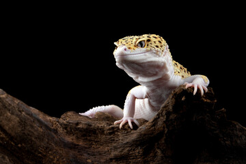 The Leopard Gecko (Eublepharis macularius) is a lizard native to South Asia.