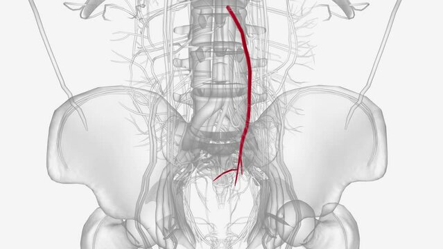 The inferior mesenteric artery arises from the abdominal aorta at the level of the third lumbar vertebra .