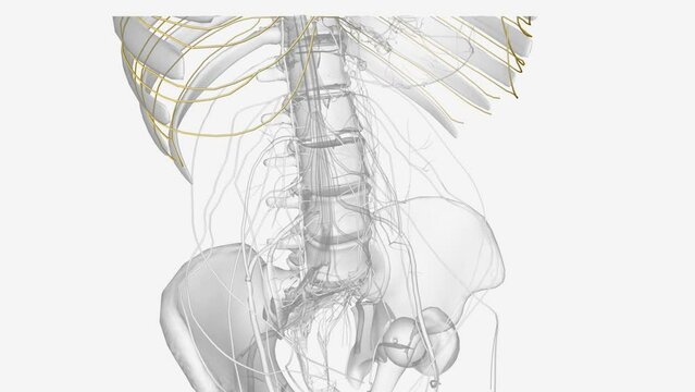 The intercostal nerves are part of the somatic nervous system, aiding in the contraction of muscles and the return of sensory information .