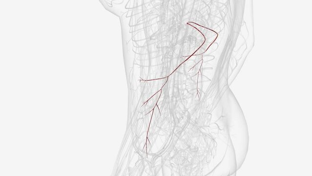 The subcostal arteries, so named because they lie below the last ribs, constitute the lowest pair of branches derived from the thoracic aorta .