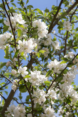 photo capturing the beauty of apple blossoms in nature. The tree is adorned with delicate flowers, showcasing the essence of the season. Each petal and leaf contributes to the overall natural beauty