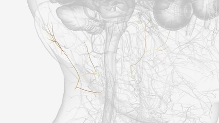 The great auricular nerve is a cutaneous (sensory) nerve of the head .
