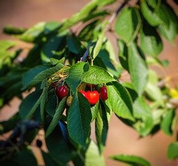 Delight in the mesmerizing shades of red as vibrant berries adorn a sun-kissed cherry tree branch,...