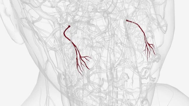 The buccal artery (buccinator artery) is a small artery in the head .