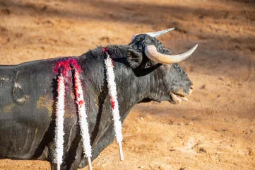 Foto op Plexiglas Brave bull in the bullfight arena, Raging bull ready to ram. High quality photo © herraez
