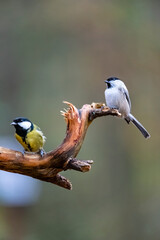 Tits are sitting on a tree branch.