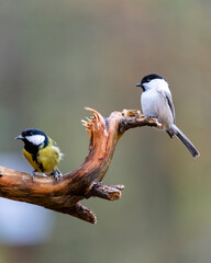 Tits are sitting on a tree branch.