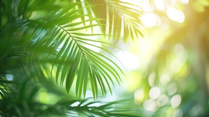 green palm leaf motion isolated on blurred soft bokeh light animation background in sunshine, abstract tropical vegetation backdrop concept with copy space for product presentation