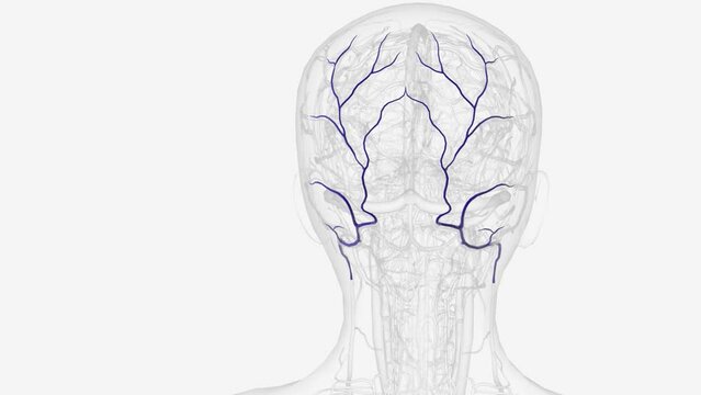 The occipital vein originates from small vessels on the posterior aspect of the scalp and drains the superficial muscles.