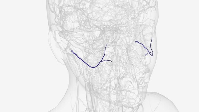 The transverse facial artery is an artery that branches from the superficial temporal artery and runs across the face .