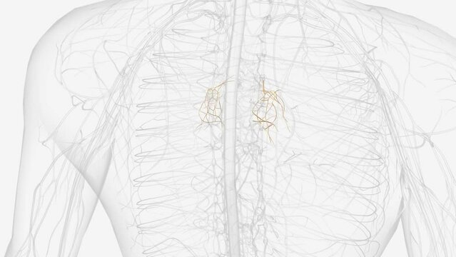 The pulmonary plexus is an autonomic plexus formed from pulmonary branches of vagus nerve and the sympathetic trunk .