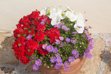 Petunia and aster flowers blooming in a flowerpot - 718869851