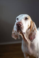 Porcelaine hound portrait head in front of darker background - hunting dog