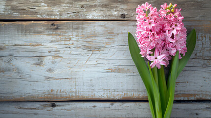 Pink blooming hyacinth