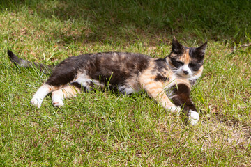 Lying tortoiseshell cat enjoying the sun in a garden - 718870658