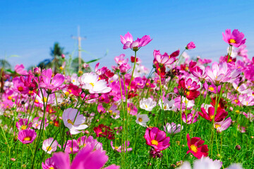 Obraz na płótnie Canvas Beautiful flower gardens in the season of tourism.